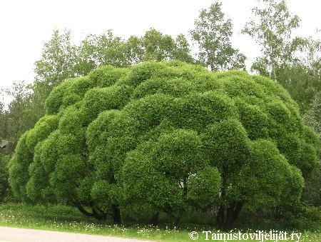 Salix fragilis 'Bullata'